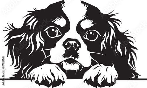 black and white cavalier king charles spaniel dog portrait
