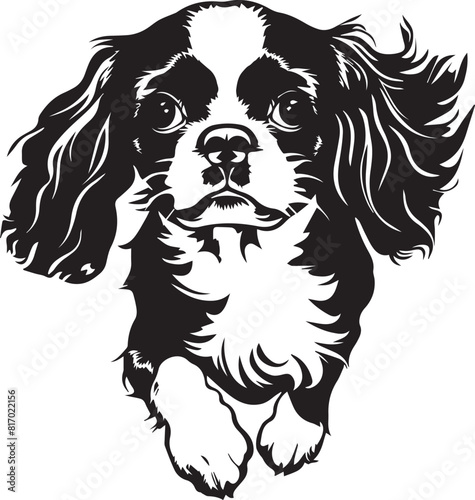 black and white cavalier king charles spaniel dog