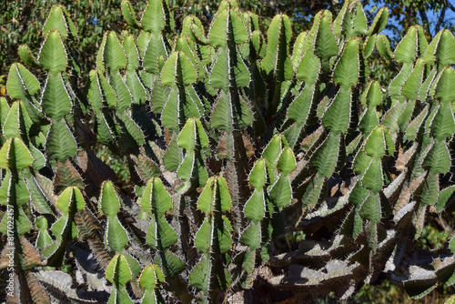 Detail of Euphorbia cooperi, candelabra tree. photo