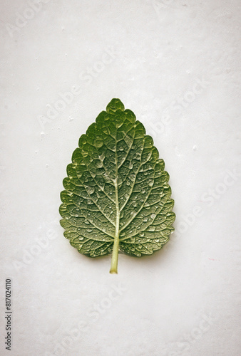 Fresh Melissa Leaf with Water Droplets on White Background