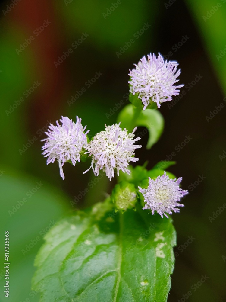 Close Up Of Tiny Wild Flowers Close Up Of Tiny Wild Flowers