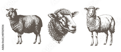 Vector engraving of a domestic cattle side view whole body sheep, lamb or goat grazing used for fur wool as modern clean hand drawn illustration in a black stroke symbol style isolated engraved
