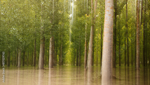 Serene flooded forest scene with lush greenery photo