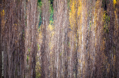 Autumn Forest Texture with Vertical Tree Trunks and Foliage photo