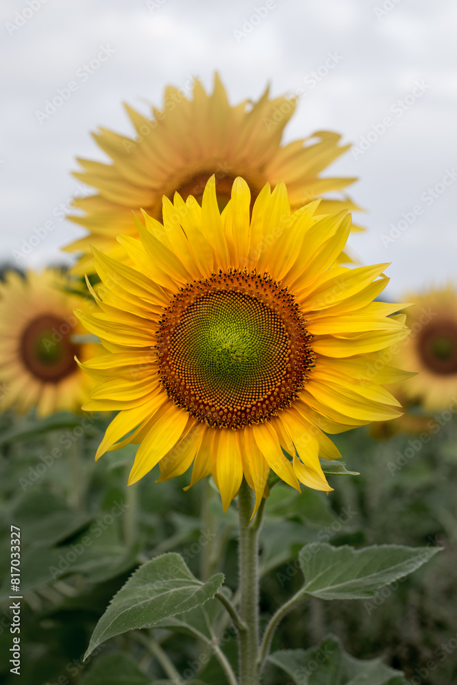 Sunflower close up, early morning in summer Sunflower close up, early morning in summer