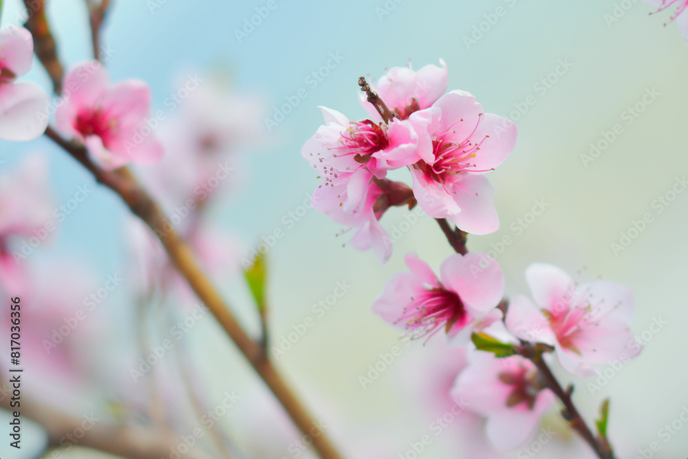 pink cherry blossom in spring some blur - background