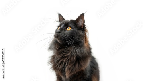 Maine Coon - Norwegian Forest Cat isolated white background