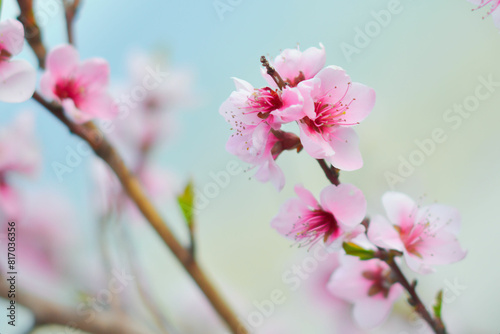 Obraz na płótnie pink cherry blossom in spring some blur - background w salonie
