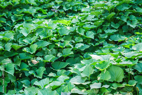 green plantation of organic natural sweet potatoes in the backyard