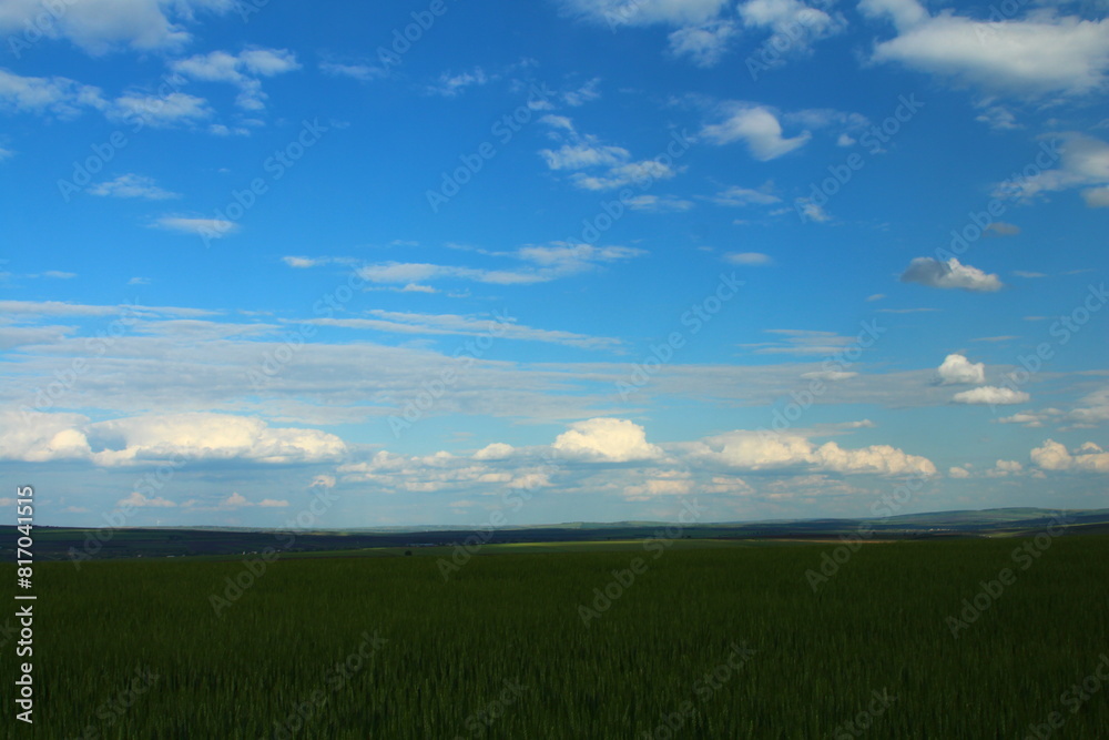 A field of green grass A field of green grass