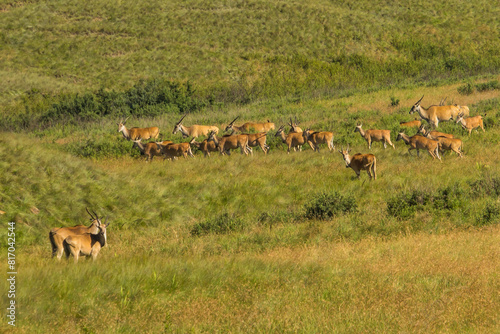 A large herd of eland, Taurotragus oryx, in the afrimontane grasslands of the Drakesnbergmountains of South Africa photo