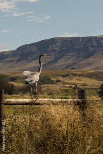A black-headed heron  Ardea melanocephala  perched on a wooden fence  surveying the surrounding grasslands in a nature reserve in the Drakensberg Mountains of South Africa