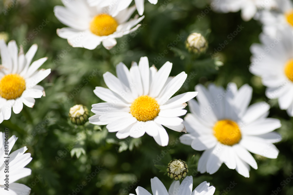 デイジーの花のアップ デイジーの花のアップ