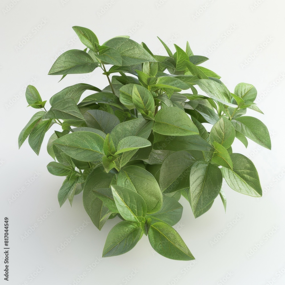 Green leaves of the Basil Ocimum basilicum plant against a white backdrop Green leaves of the Basil Ocimum basilicum plant against a white backdrop