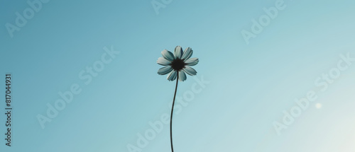 A minimalist single flower is standing tall in a blue sky