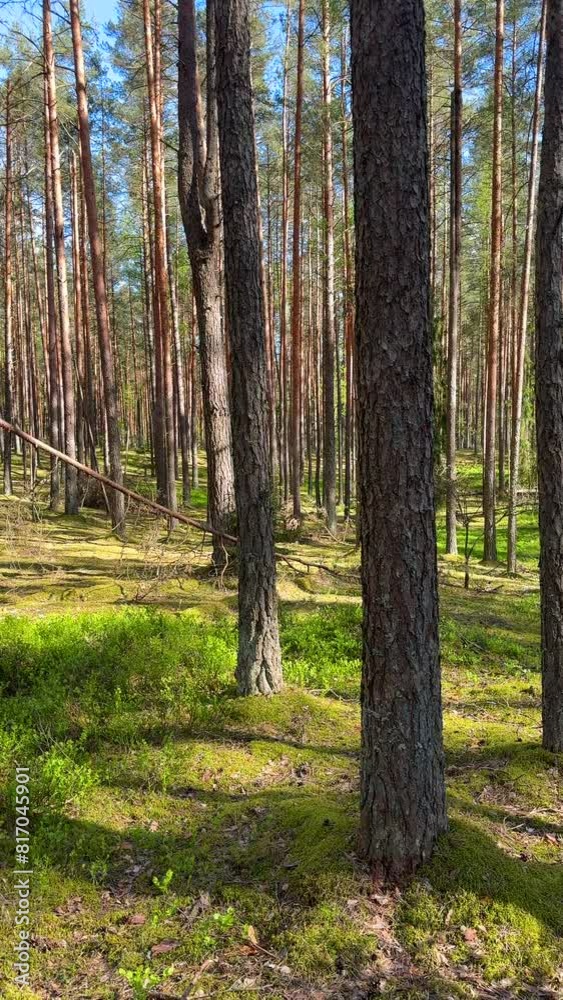 Forest inside. Pine trees in forest. Coniferous forest with spruce trees, green vegetation. Tree branches in forests land. Hiking through forest. Survival and travel in wildlife. Fresh air co2 absorb Forest inside. Pine trees in forest. Coniferous forest with spruce trees, green vegetation. Tree branches in forests land. Hiking through forest. Survival and travel in wildlife. Fresh air co2 absorb