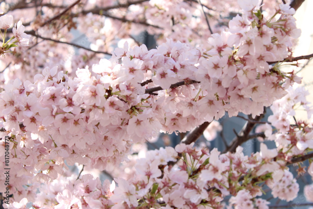 cherry blossom in spring cherry blossom in spring