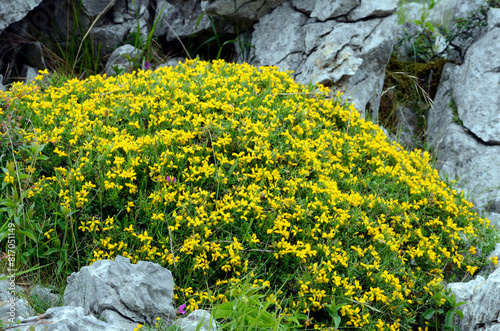 The Spanish gorse (Genista hispanica) in flower photo