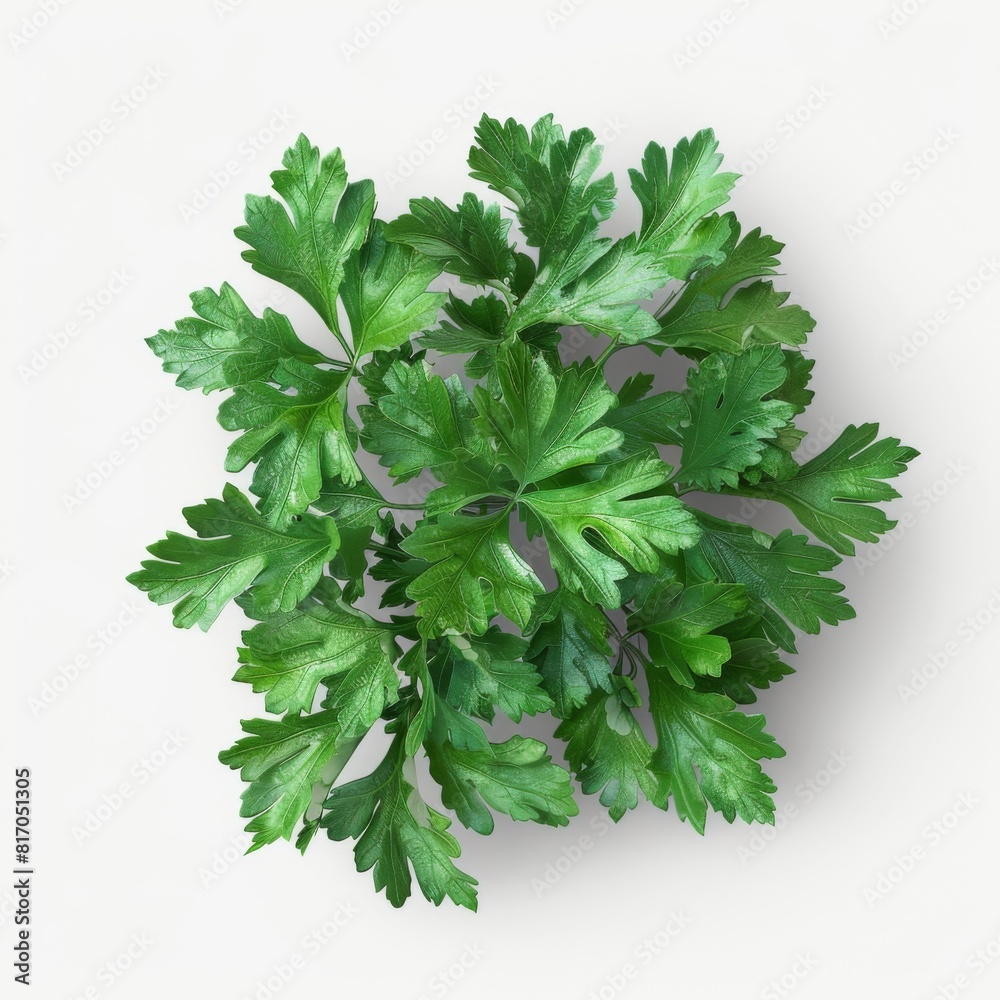 Fresh green parsley leaves isolated on a clean white background Fresh green parsley leaves isolated on a clean white background
