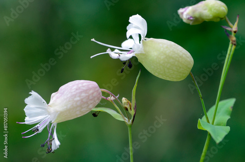 Flowers of the bladder campion (Silene vulgaris) with a green background photo