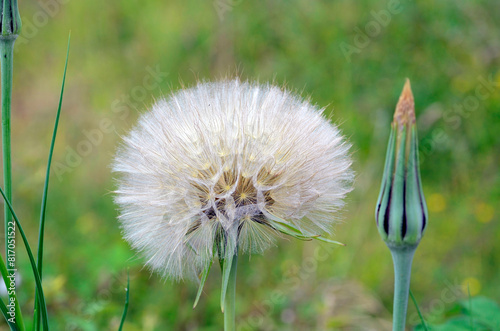 Pappus or meadow salsify achenes (Tragopogon pratensis) with a green background photo