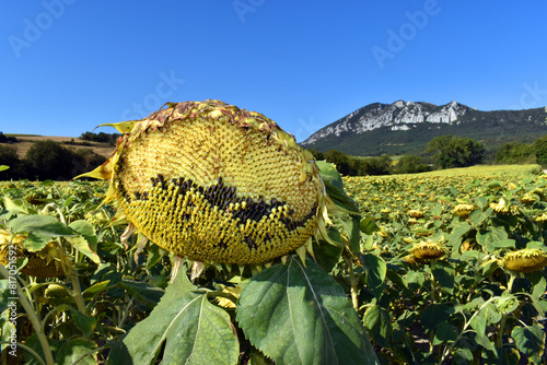 Sunflower cultivation (Heli...