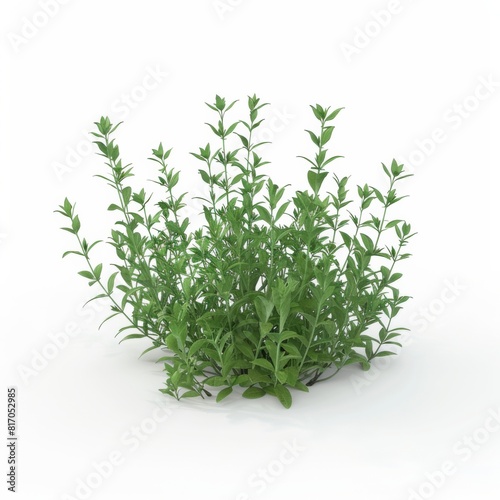 A green Thyme Thymus vulgaris plant on a plain white surface