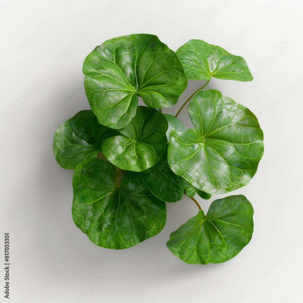 Realistic green plant isolated on a plain white background Realistic green plant isolated on a plain white background