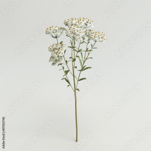 White yarrow flower on stem against white background