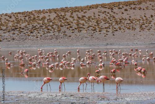 Flamingo in Bolivia