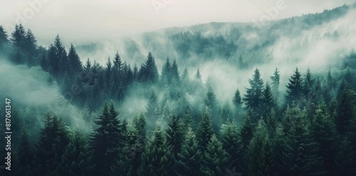 Misty Forest Landscape with Pine Trees, Beautiful Morning or Evening Scenery Background © RBGallery