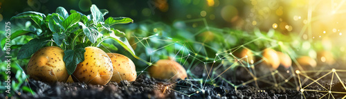 Potato farm enhanced with smart technology lines
