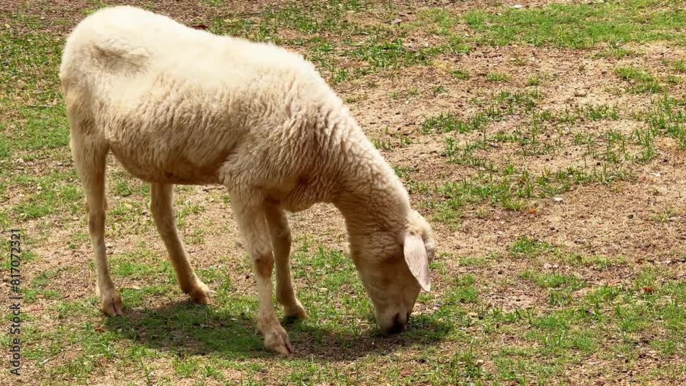 lone sheep grazes on patchy green field at eco-farm during the daytime. Pastoral footage highlights sustainable farming practices and harmony of livestock with their natural environment lone sheep grazes on patchy green field at eco-farm during the daytime. Pastoral footage highlights sustainable farming practices and harmony of livestock with their natural environment