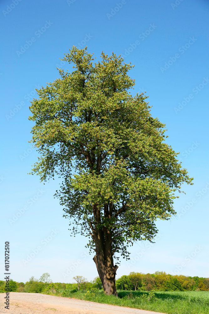 Beautiful tree with green leaves on branches outdoors Beautiful tree with green leaves on branches outdoors