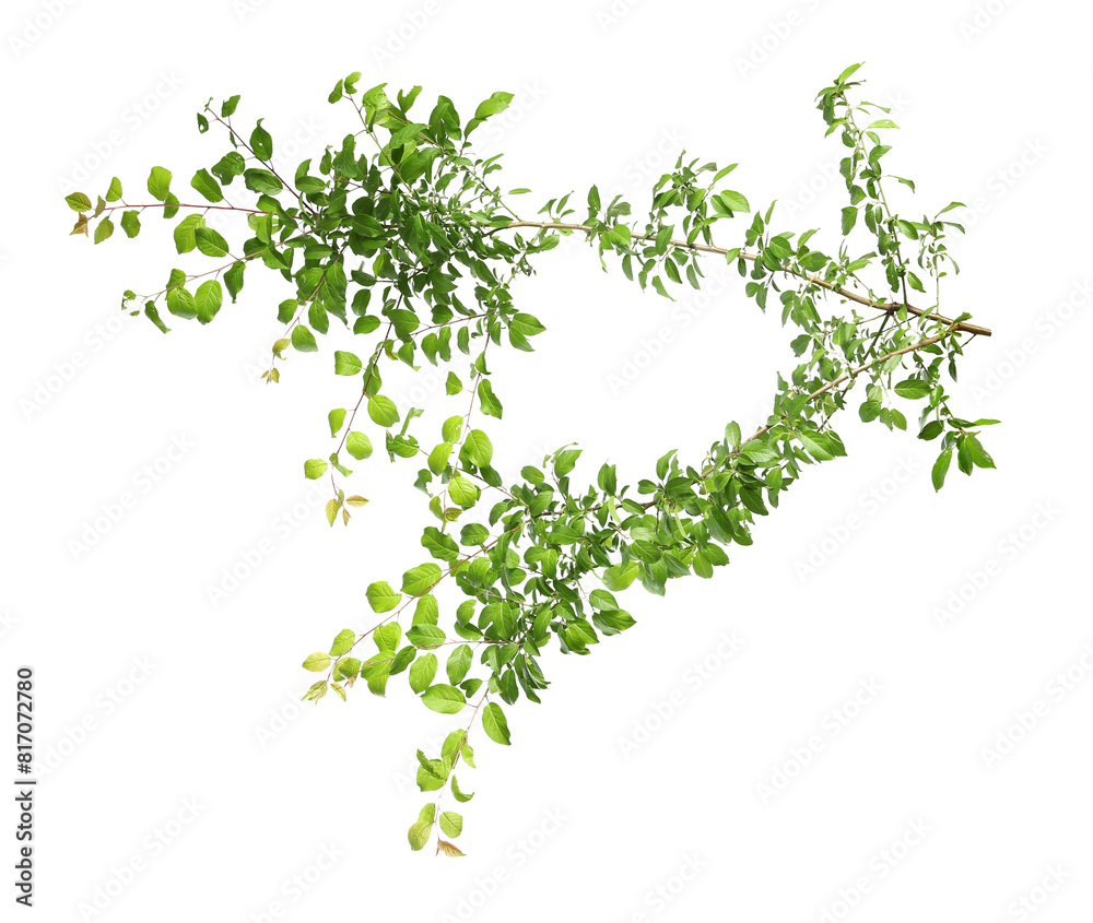 Branch of tree with young fresh green leaves isolated on white. Spring season Branch of tree with young fresh green leaves isolated on white. Spring season