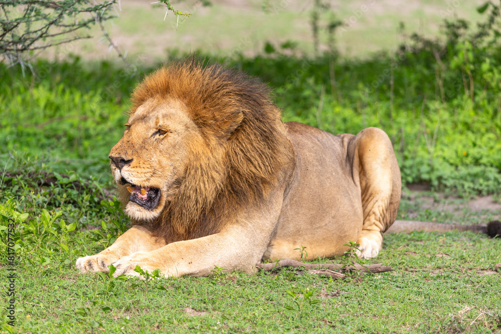 Male lion resting after feeding