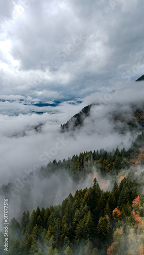 fog in the forest