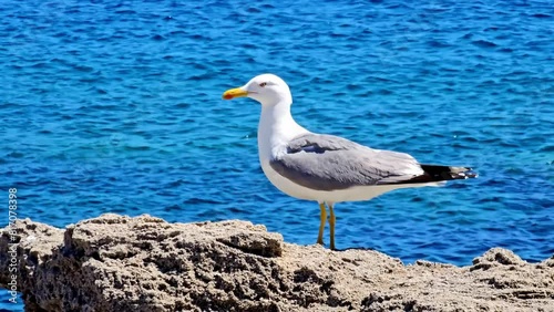 Möwe