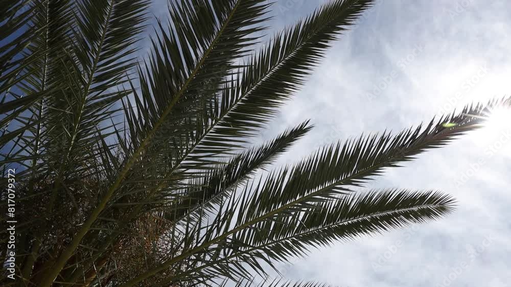 palm tree in slow motion. Cloudy sky and palm branches swaying in the breeze palm tree in slow motion. Cloudy sky and palm branches swaying in the breeze