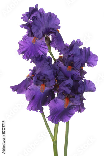 iris flower isolated