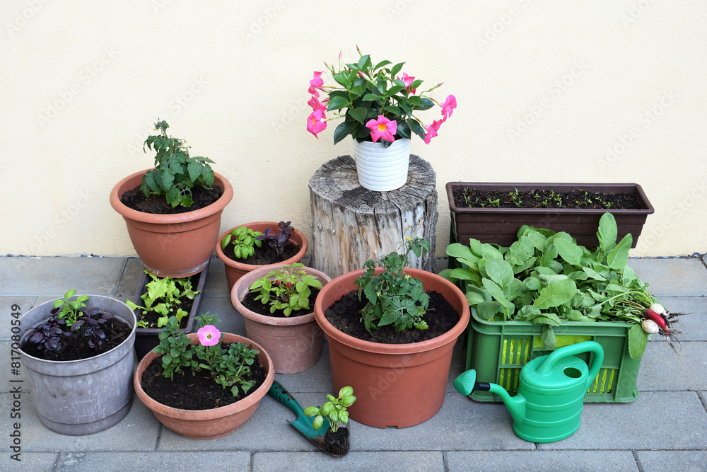 Vegetable, fruit, herbs and flowers in containers. Container gardening concept. Spring time