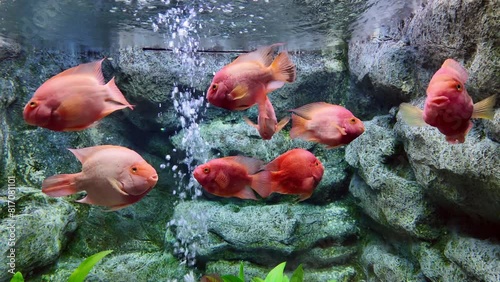 red blood parrot fish or cichlasoma citrinellum is swimming in aquarium. fresh water fish in Thailand photo
