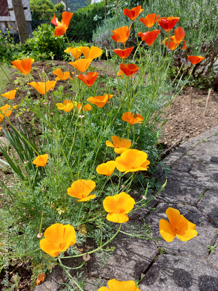 Φωτογραφία yellow and dark orange flowers of Eschscholzia californica are blooming in garden