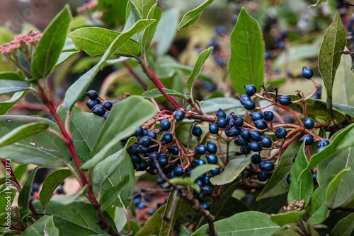 A bunch of dark blue berries on a branch, on a blurred natural background. Dark blue berries on a background of green foliage. Green leaves and dark blue fruits. Selective focus.