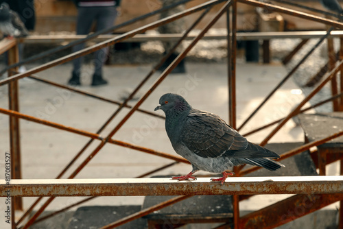 The male pigeon is an urban wild bird in its natural habitat. A pigeon on a metal fence. A pigeon poses on a fence in close-up. The pigeon sits quietly on the metal fence of the park. Selective focus.