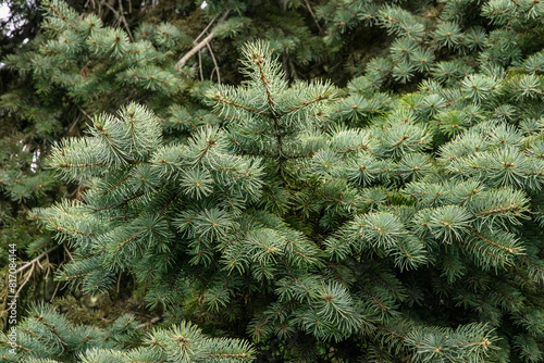 Background of green fir trees. A coniferous tree. Nature, Christmas, New Year. Spruce branches in close-up. Background of green leaves. Background of branches of a Christmas tree. Selective focus. 