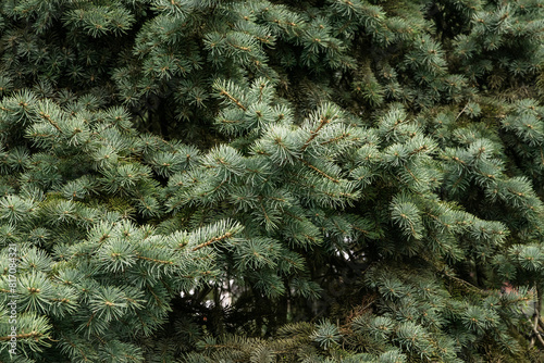 Background of green fir trees. Background of green leaves. A coniferous tree. Nature, Christmas, New Year. Spruce branches in close-up. Background of branches of a Christmas tree. Selective focus. 