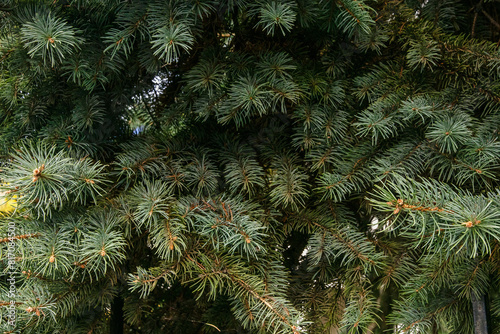 Background of green leaves. Background of green fir trees. A coniferous tree. Nature, Christmas, New Year. Spruce branches in close-up. Background of branches of a Christmas tree. Selective focus. 