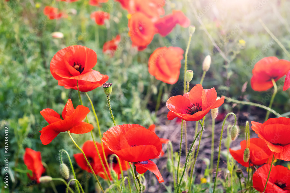 Red poppies in a field in sunlight Red poppies in a field in sunlight