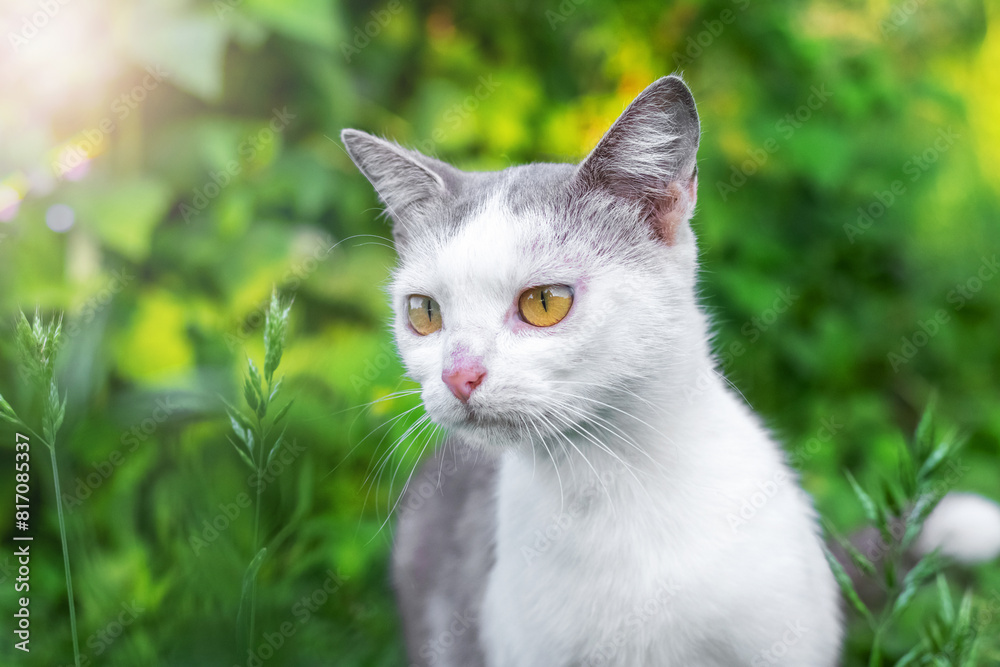 A white spotted cat with a curious interested look in the garden